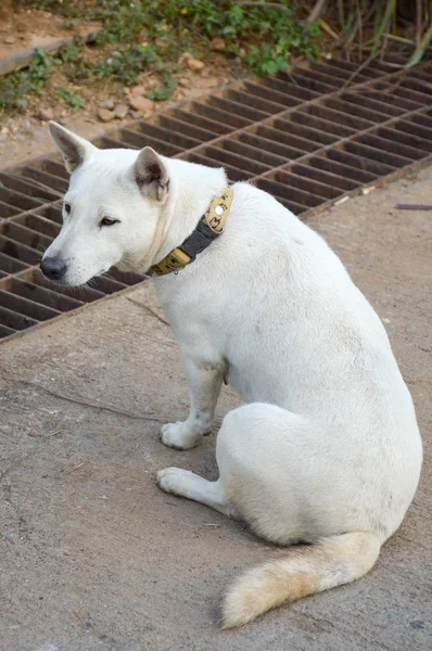 Blanco Lindo Perro País Tailandia —  Fotos de Stock