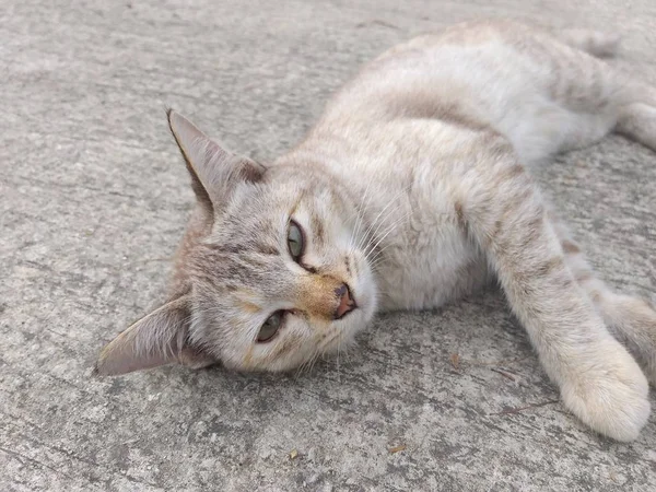 Close Cute Cat Cement Floor — Stock Photo, Image