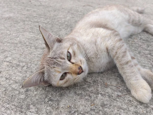 Close Niedliche Katze Auf Zementboden — Stockfoto