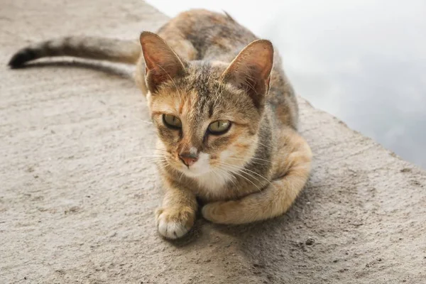 Ładny Kot Mora Kraju Tajlandii — Zdjęcie stockowe