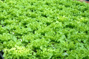 Sebze bahçesinde taze meşe bitki kapatın