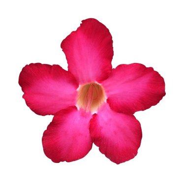 Beyaz arka plan üzerinde pembe Impala lily çiçek