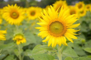 Sarı ayçiçeği doğanın bahçesinde