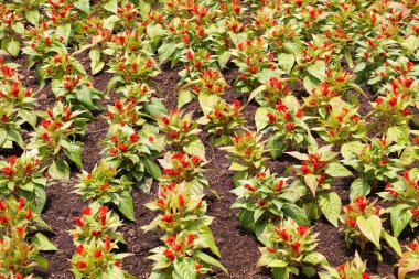 Doğa bahçesinde kırmızı Celosia argentea çiçeği