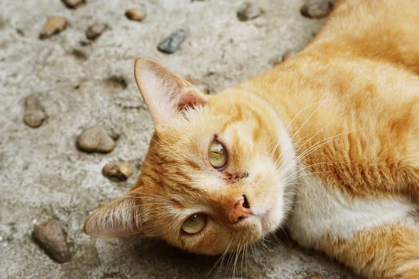 Tätt Ihop Söt Katt Cementgolvet — Stockfoto