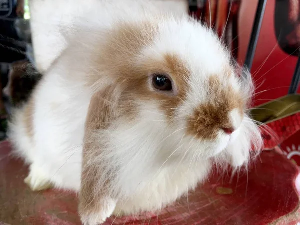 Gros Plan Lapin Mignon Sur Table — Photo