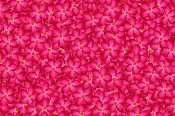Nerium Oleander Blumen Muster Hintergrund — Stockfoto