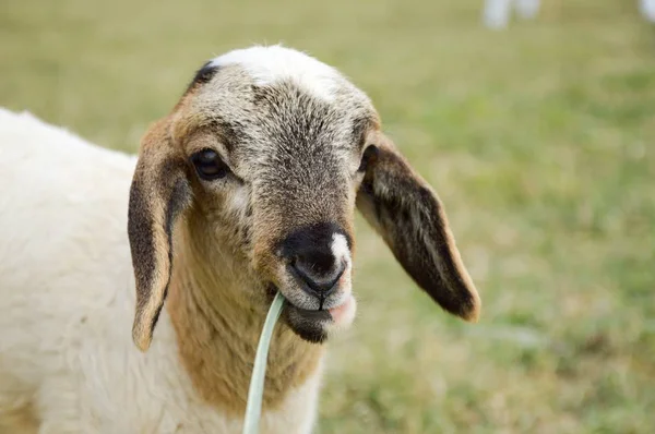 Cute Owiec Natura Ogród Bliska — Zdjęcie stockowe