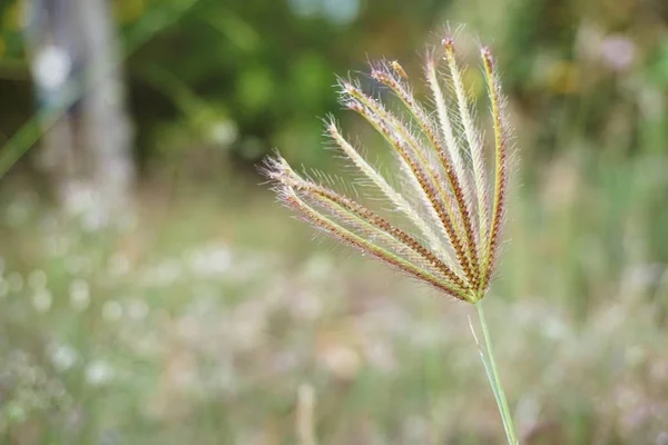 Geschwollenes Fingergras Oder Chloris Barbata Blume Naturgarten — Stockfoto