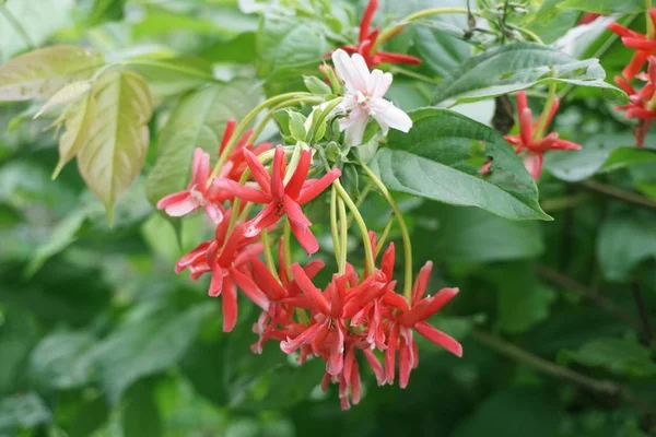 自然観察園で Combretum 性について — ストック写真