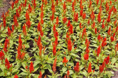 Doğa bahçesinde kırmızı Celosia argentea çiçeği