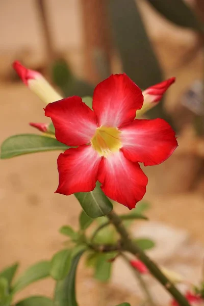 Fleur Adenium Obesum Rose Dans Jardin — Photo