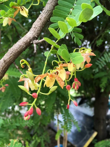 sebze bahçesinde demirhindi çiçek