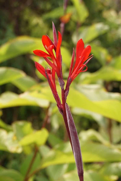 Vermelho Canna Indica Flor Jardim Natureza — Fotografia de Stock