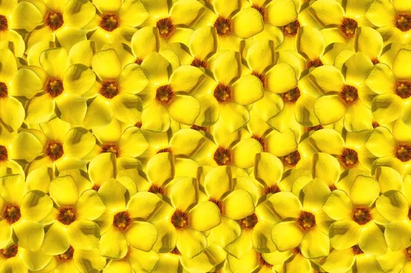 Allamanda Cathartica Blume Muster Hintergrund — Stockfoto