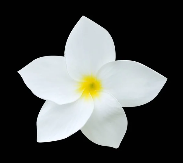 white plumeria flower on black background