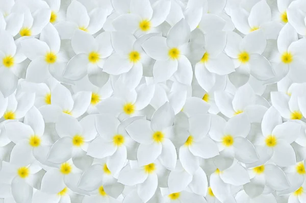 Weiß Plumeria Blume Muster Hintergrund — Stockfoto