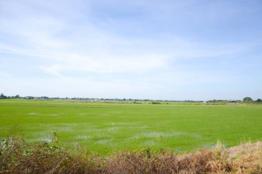 Ülkede yeşil pirinç ağacı, Chachoengsao, Tayland