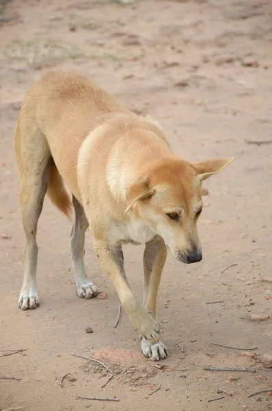 Schattige Hond Land Thailand — Stockfoto