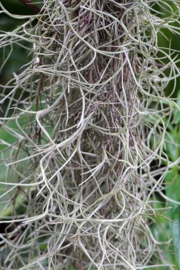 Tillansia usenoides bitkisi doğa bahçesinde.