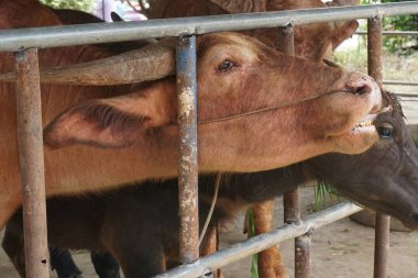 Çiftlikte albino bufalo