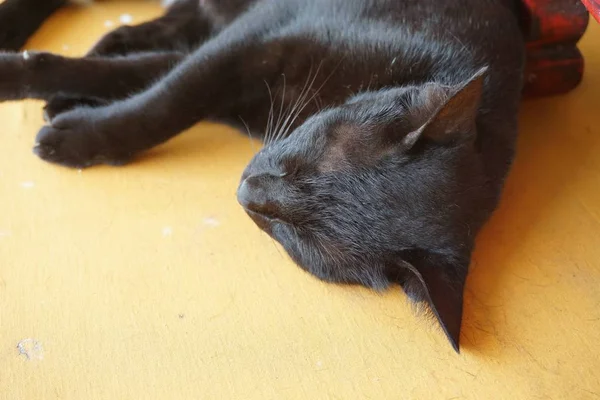 Carino Gatto Nero Dormire Sul Tavolo Legno — Foto Stock