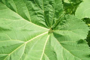 taze yeşil bamya yaprak doğa Bahçe