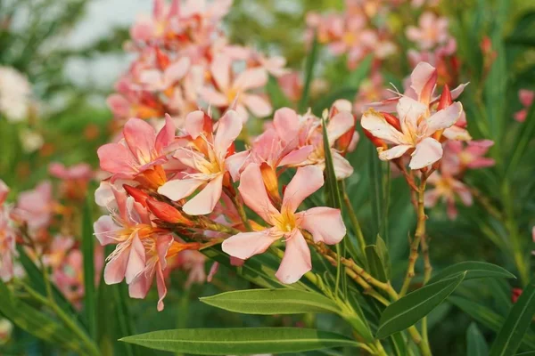 Doğa bahçesinde pembe neryum zakkum çiçeği
