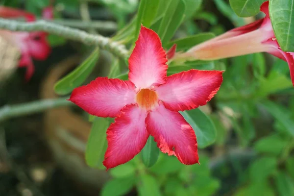 Růžová Adenium Obesum Květina Zahradě Přírody — Stock fotografie
