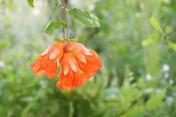 Punica Granatum Fleur Dans Jardin Naturel — Photo