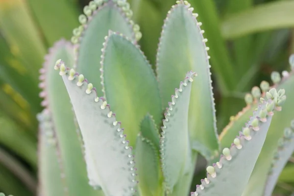 Kalanchoe Hibrid Növény Természetben Kert — Stock Fotó