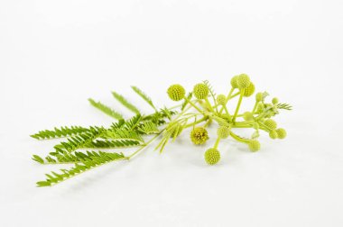 Beyaz arka plan üzerinde taze yeşil leucaena glauca