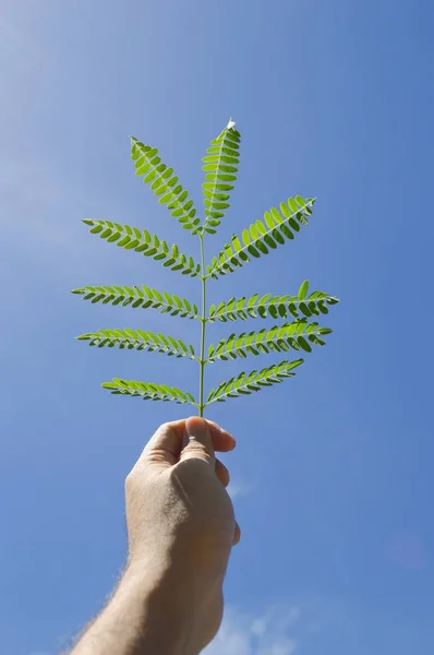 Groene Bladeren Aan Kant Van Mens — Stockfoto