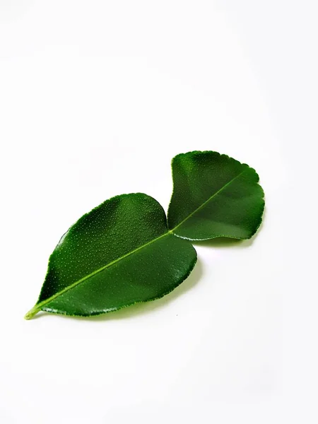 新鲜的绿色 Kaffir 石灰叶子在白色背景 — 图库照片