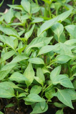 Doğa bahçesinde taze yeşil acı biber ağacı