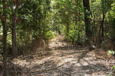 geçit ülke Tayland doğal