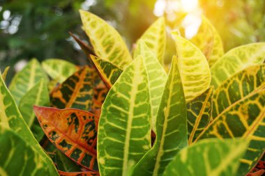 Doğa bahçesindeki Codiaeum varyete bitkisi