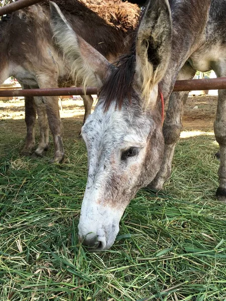 Burro Сельской Местности — стоковое фото