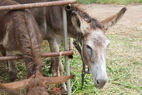 Burro Kraju Gospodarstwa — Zdjęcie stockowe