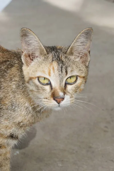 Söt Tabby Katt Landet Thailand — Stockfoto