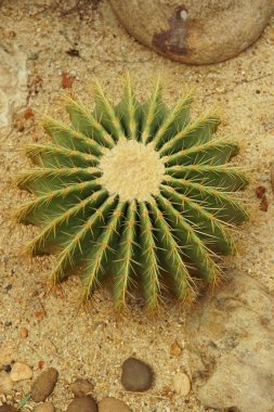 Doğa bahçesinde yeşil kaktüs ağacı