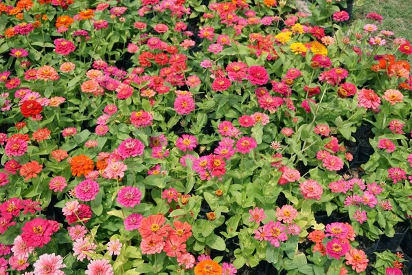 Zinnia Elegans Flower Nature Garden — Stock Photo, Image