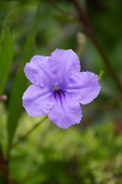 Roxo Ruellia Tuberosa Flor Jardim Natureza — Fotografia de Stock