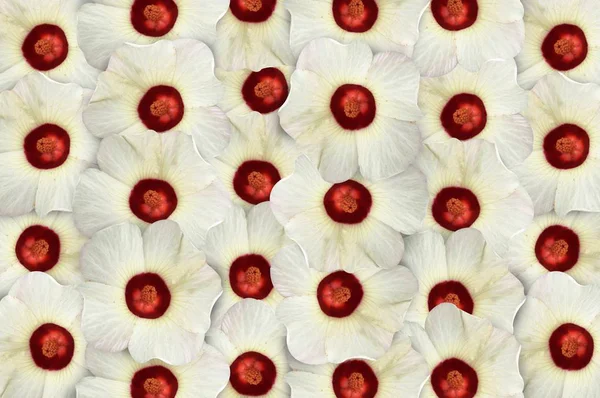 Hibiscus Sabdariffa Blumenmuster Hintergrund — Stockfoto
