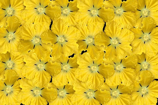 Gelb Winter Melone Blume Muster Hintergrund — Stockfoto
