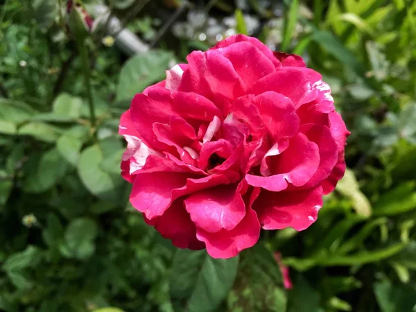 Rosa Damasco Rosa Flor Naturaleza Jardín — Foto de Stock