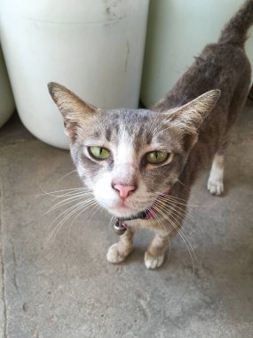 Çimento zeminindeki sevimli kediyi kapat.