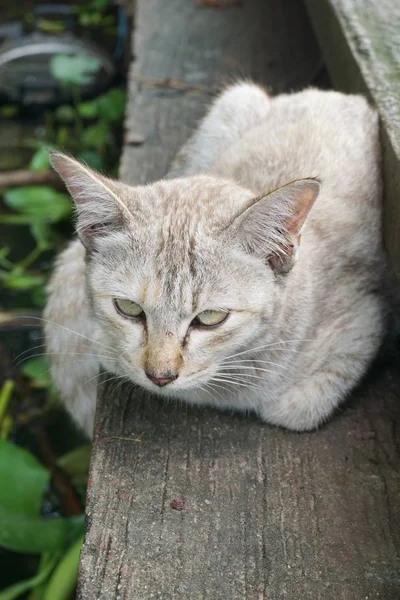 Sevimli Tekir Kedi Ülke Tayland — Stok fotoğraf