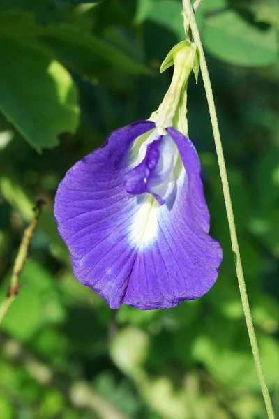 Kék Csikló Ternatea Virág Természetben Kert — Stock Fotó