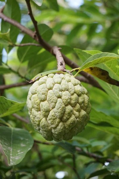 自然の庭で新鮮な緑の砂糖リンゴの果物 — ストック写真